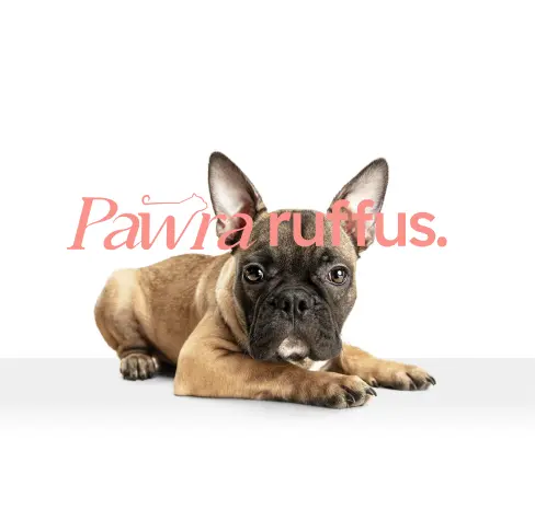 Perro Pug del diseño de marca de Pawradise para una agencia de branding en Colombia