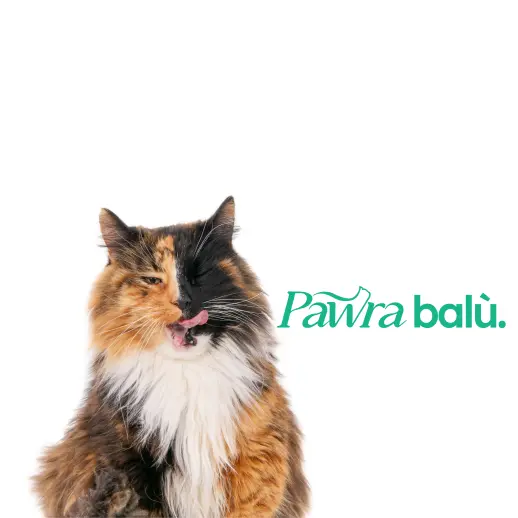 Gato bostezando del diseño de marca de Pawradise para una agencia de branding en Colombia